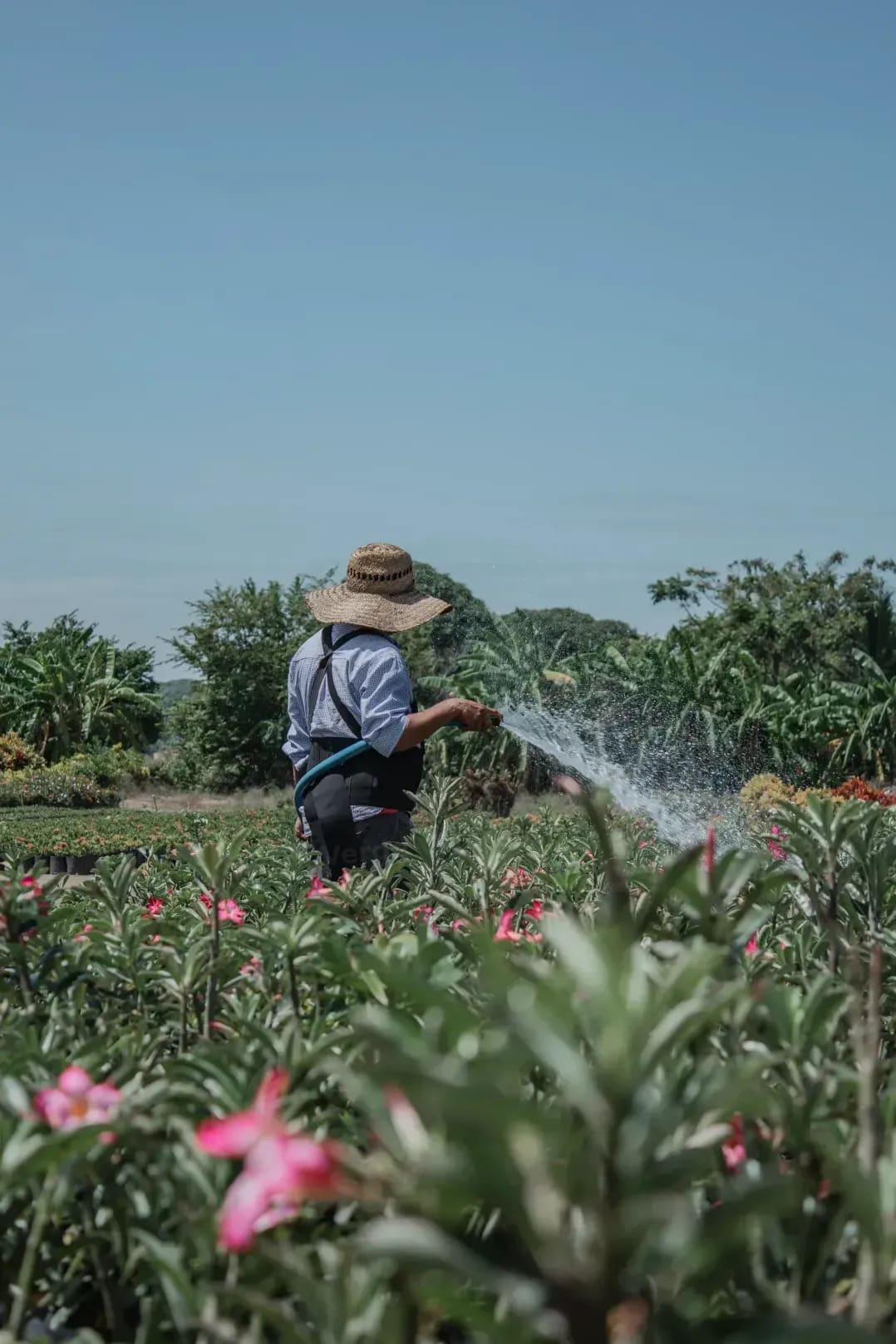 Guía de riego para mantener tus plantas sanas durante marzo