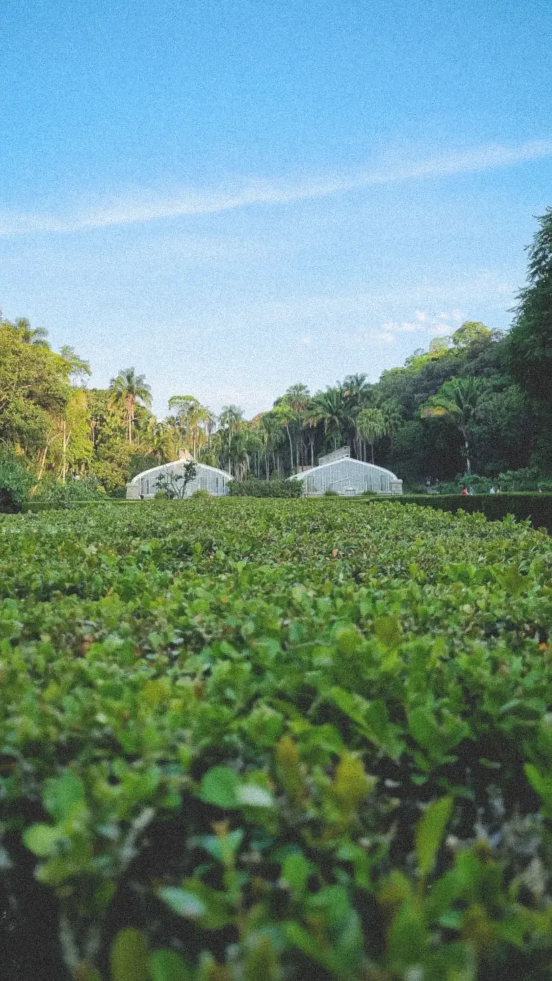 Reforestación y suministro para proyectos paisajísticos